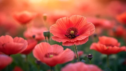 Gardinen Bright poppy field © Zaleman
