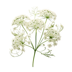 Queen Annes Lace isolated on transparent background