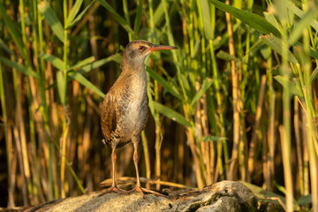 Water rail in the reeds