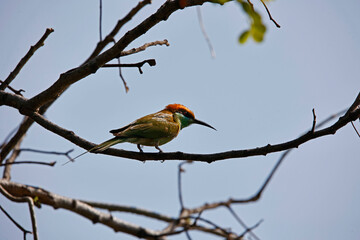 Asian green bee-eaters hunting for insects