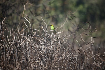 Asian green bee-eaters hunting for insects
