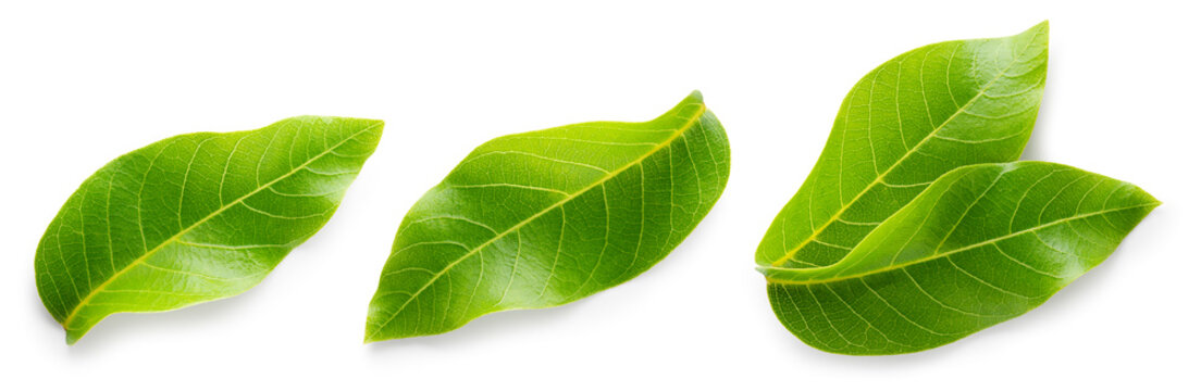 Walnut leaves top view isolated. Green walnut leaf on white background. Flat lay leaf with clipping path. Full depth of field.