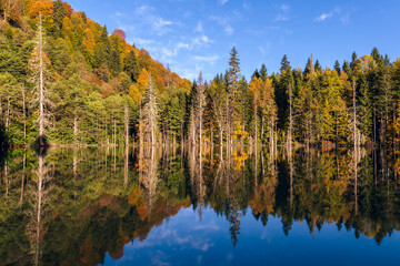 Reflection of trees on the lake shore