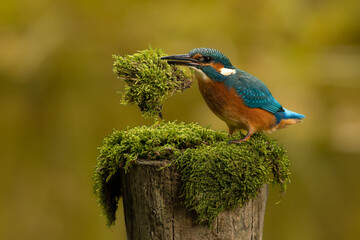 Kingfisher joung child