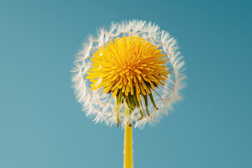 Fluffy Dandelion Seed Blowing in the Wind on a Spring Meadow with Bright Blue Sky as Background