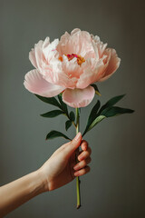 Blooming Beauty: A Pink Peony Blossom in Nature's Floral Symphony