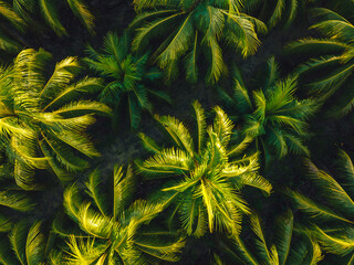 Top view of coconut trees