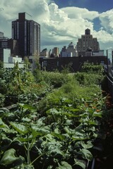 Fototapeta premium Rooftop Garden Oasis in Urban Setting with Cityscape Background