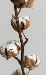 Close up of beautiful branch with cotton bolls. Floral abstract background and wallpaper.