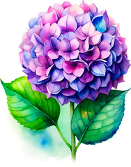 Watercolor Style Hydrangea Flowers