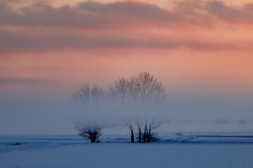 Snowy field illuminated by the sunset, with prominent trees