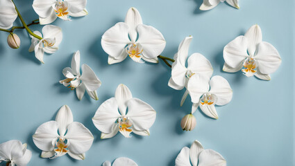 White orchid flowers on blue background with copy space, time for meditation and relaxation. generative AI