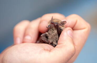 Bat in the hands of a man in a veterinary clinic. A doctor checks the health of a bat.