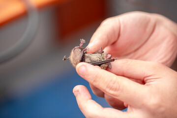 Bat in the hands of a man in a veterinary clinic. A doctor checks the health of a bat.
