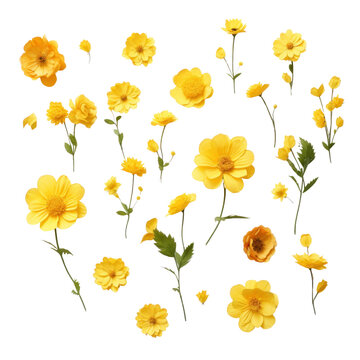 yellow flower isolated set on transparent background