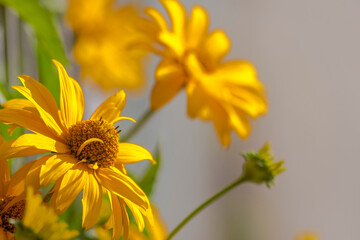 Żółte kwiaty wyglądające przez płot na ulicę w letnie lipcowe popołudnie.Piękne kwiaty w...