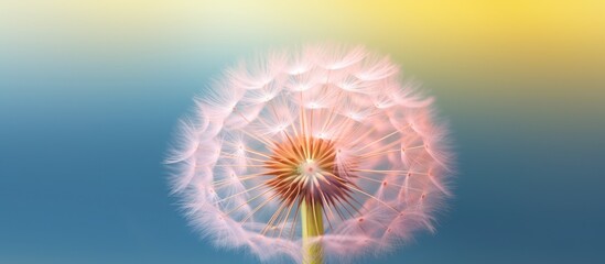 dandelion flower background macro close-up blue and purple blur,concept of summer, spring