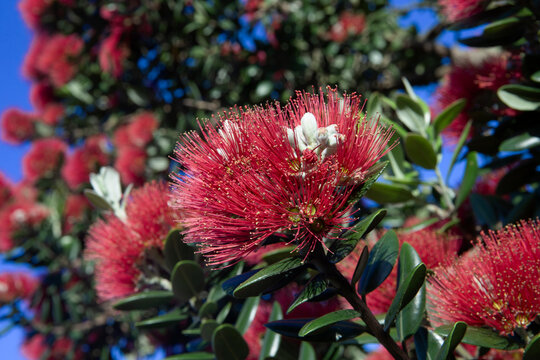Flowering pohutukawa tree. Flowers. Christmastree. New Zealand.