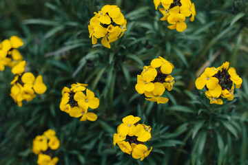 Beautiful yellow flowers of Wallflower (Erysimum cheiri) in a spring garden.