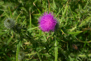 Thistle flower New Zealand