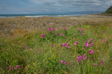 Flowers of New Zealand. Bay of plenty. Coastal. Dunes.