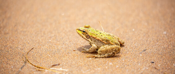The frog sits on the sand on the shore of the lake. Beautiful wildlife landscape with place for text. The concept of protecting wildlife and ecology.