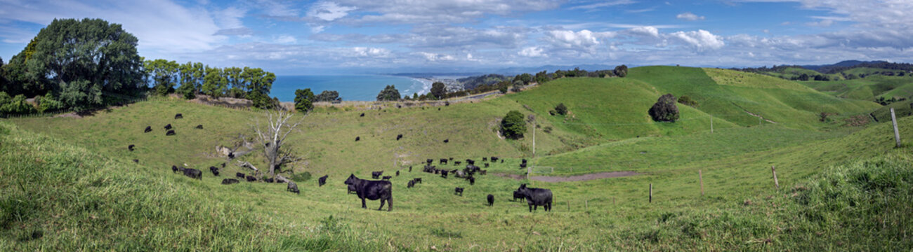 Ohope beach, Otarawairere bay, near  Whakatane New Zealand. Hills and meadows. Beaches and coast Bay of Plenty.. Panorama.