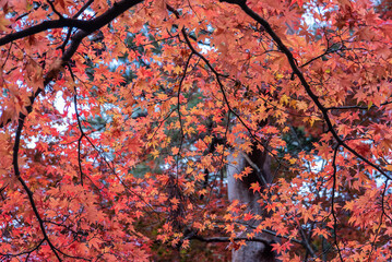 雨に濡れた紅葉