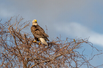 bald eagle