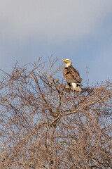 bald eagle