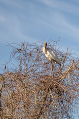 wood stork