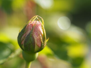 バラ　エブリン　つぼみ