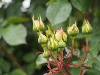 バラ　エブリン　つぼみ