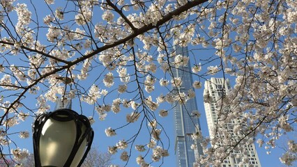  Cherry Blossom Trees during Spring along the East River at Roosevelt Island with a New York City Skyline View