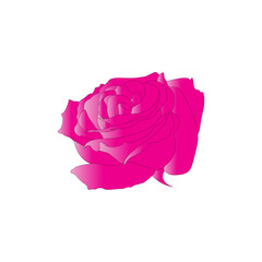 illustrasi of rose
