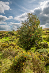 A mountain ash tree in Dartmoor National Park, on a sunny September day