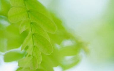 Amazing nature view of tamarind green leaf on blurred greenery background.