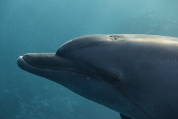 friendly dolphin looking into the camera very close during freediving