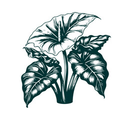 alocasia odora hand drawn illustration vector