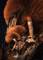 rustgill mushrooms in the forest