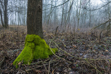 fresh green moss on the lower part from a tree trunk in a forest