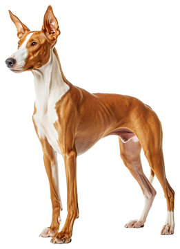 Ibizan Hound dog Full body