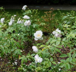 London - 05 29 2022: White rose in Rembrandt Gardens Little Venice