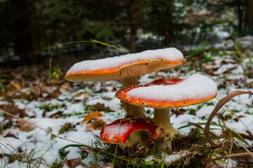 group of three red fly agaric with snow in the winter
