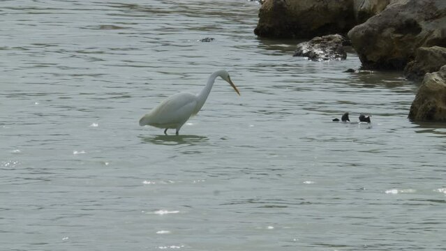 Shore bird wading in Sitra beach park