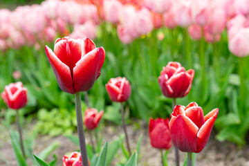 Red tulip with white edge flowers with green leaves blooming in a meadow, park, flowerbed outdoor. World Tulip Day. Tulips field, nature, spring, floral background. - obrazy, fototapety, plakaty