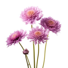 Scabiosa flower isolated on transparent background