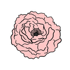 Camellia Blooming Flower 