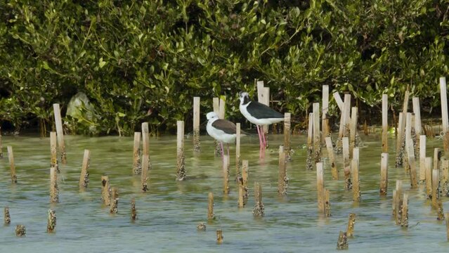Two shore birds in Sitra beach park