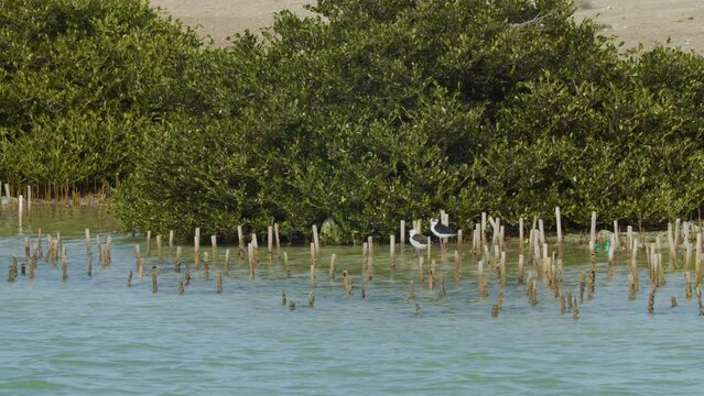 Shore birds wading near beach in Sitra park